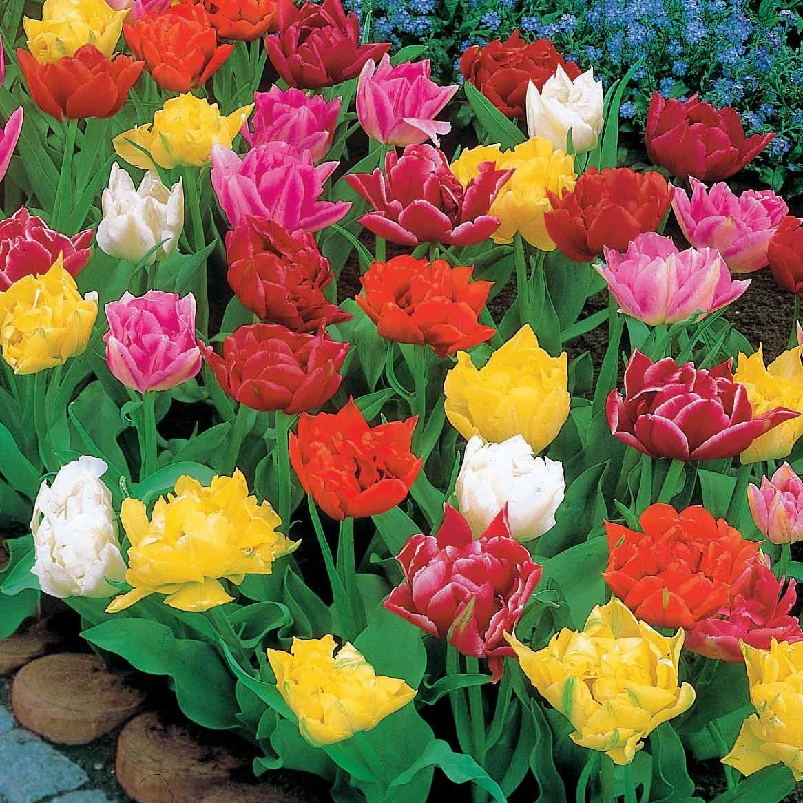 80 Tulipes Doubles Murillo En Mélange 3 80 Tulipes Doubles Murillo En Mélange