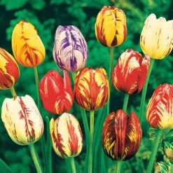 20 Tulipes Flammées En Mélange 10 20 Tulipes Flammées En Mélange -France Fournitures De Jardin Soldes 2024 103717 1 1700063068345