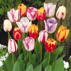 20 Tulipes Flammées En Mélange 9 20 Tulipes Flammées En Mélange -France Fournitures De Jardin Soldes 2024 103717 2 1700063061813