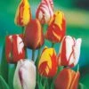 20 Tulipes Flammées En Mélange 2 20 Tulipes Flammées En Mélange -France Fournitures De Jardin Soldes 2024 103717 4 1700063053939