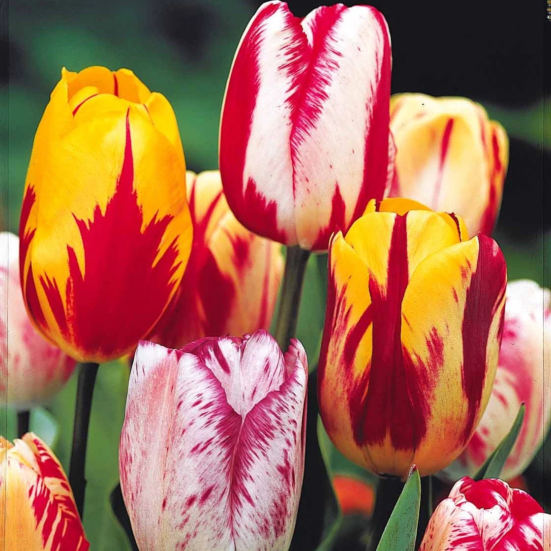 20 Tulipes Flammées En Mélange 4 20 Tulipes Flammées En Mélange – Image 2