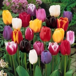 Collection 3 Mois De 60 Tulipes -France Fournitures De Jardin Soldes 2024 103718 4 1699628447656