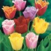 20 Tulipes Frangées En Mélange 1 20 Tulipes Frangées En Mélange -France Fournitures De Jardin Soldes 2024 103721 1