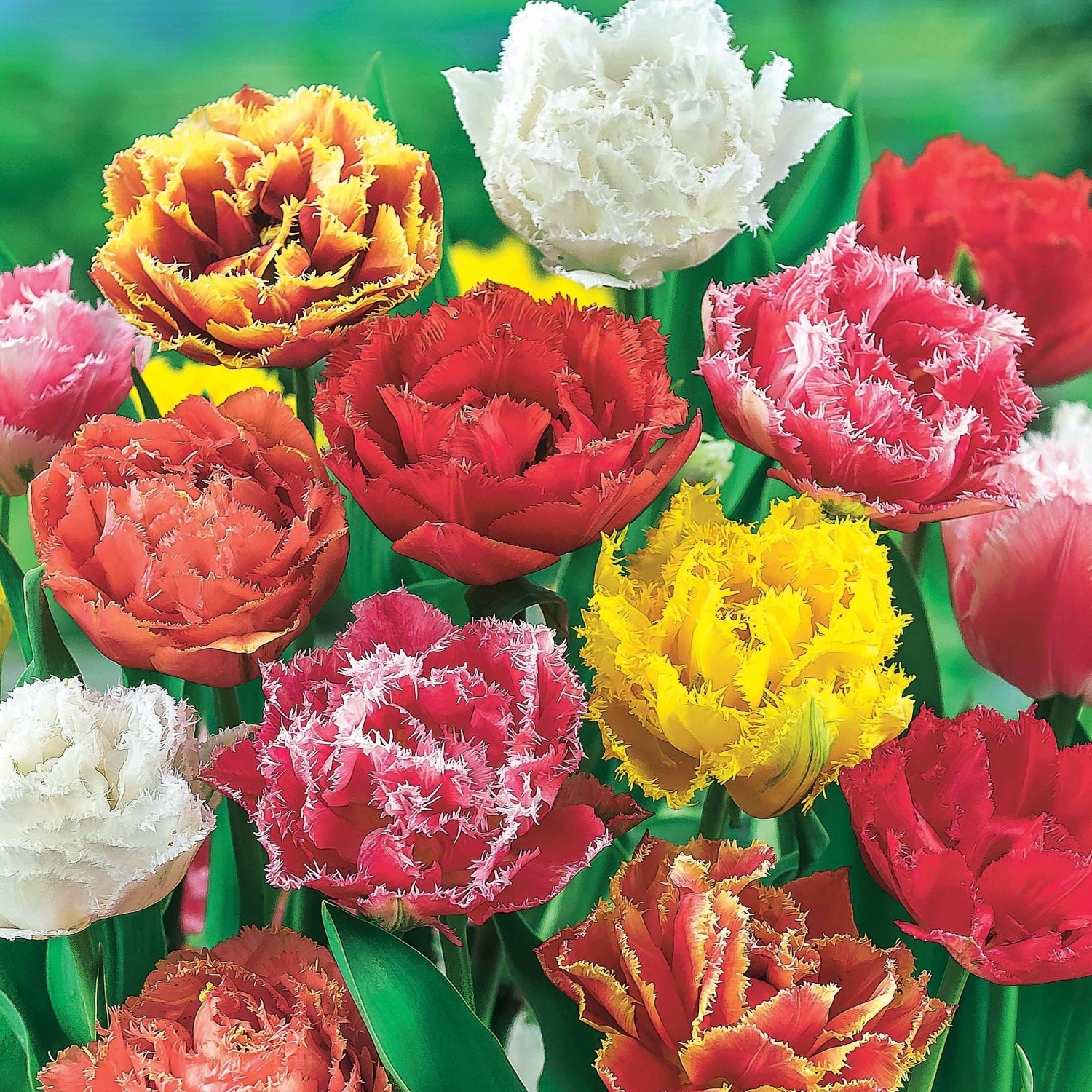 20 Tulipes Frangées En Mélange 4 20 Tulipes Frangées En Mélange – Image 2