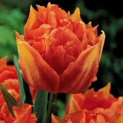 Collection De 30 Tulipes Doubles Murillo 9 Collection De 30 Tulipes Doubles Murillo -France Fournitures De Jardin Soldes 2024 103722 2