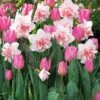 Collection De 15 Narcisses Replete Et Tulipes Evening Breeze 2 Collection De 15 Narcisses Replete Et Tulipes Evening Breeze -France Fournitures De Jardin Soldes 2024 103723 1
