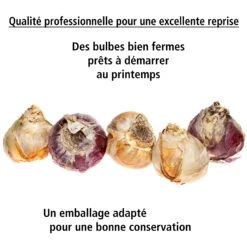 Collection De 9 Jacinthes : Ostara, Jan Bos, Carnegie -France Fournitures De Jardin Soldes 2024 103726 5