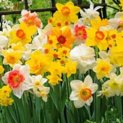 Narcisses En Mélange 10 Narcisses En Mélange -France Fournitures De Jardin Soldes 2024 103727 3 1700129650937