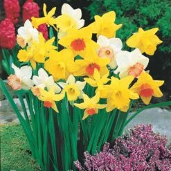 Narcisses En Mélange 9 Narcisses En Mélange -France Fournitures De Jardin Soldes 2024 103727 5 1700129645039