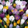 Crocus Mammouth En Mélange -France Fournitures De Jardin Soldes 2024 103728 2