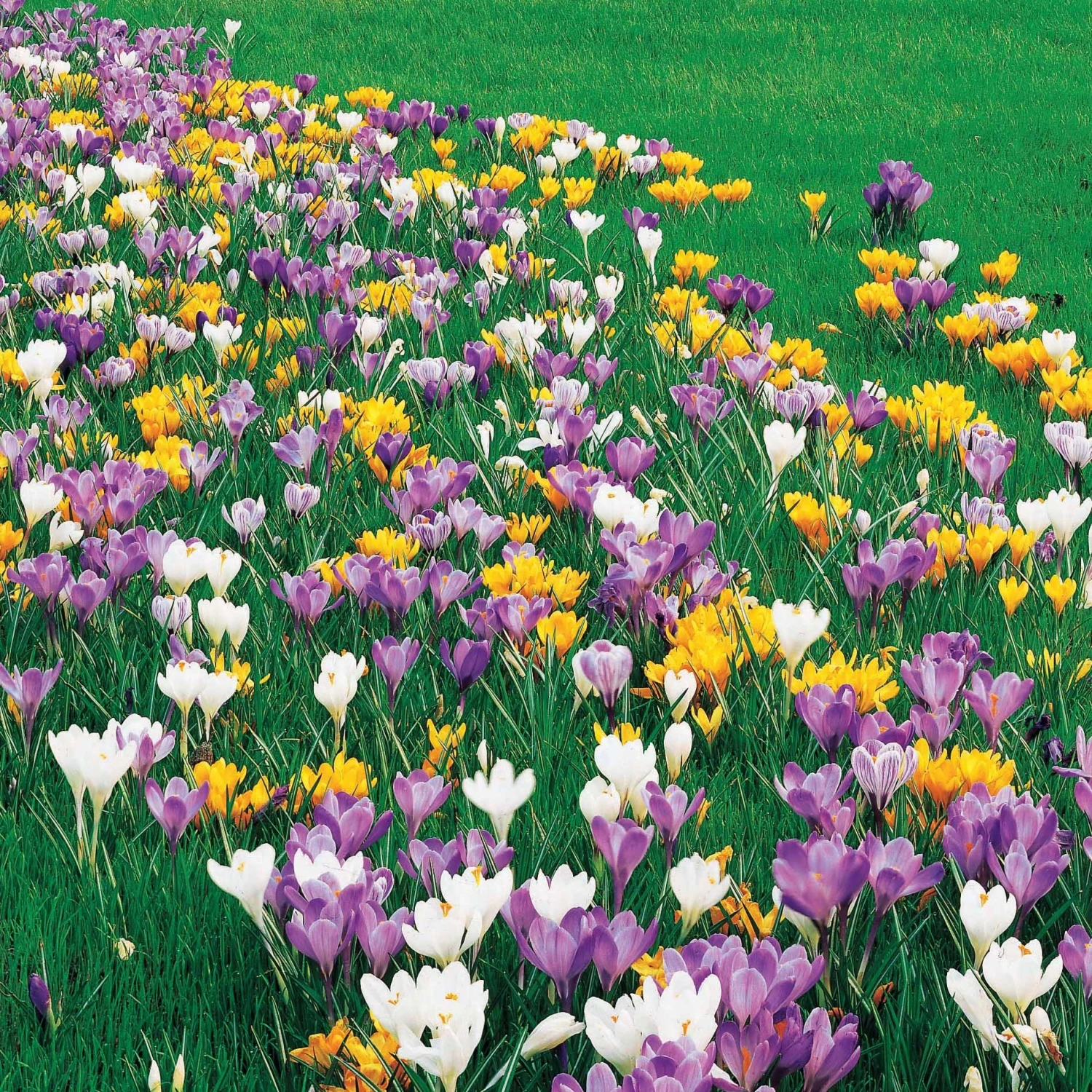 Crocus Mammouth En Mélange 4 Crocus Mammouth En Mélange – Image 2