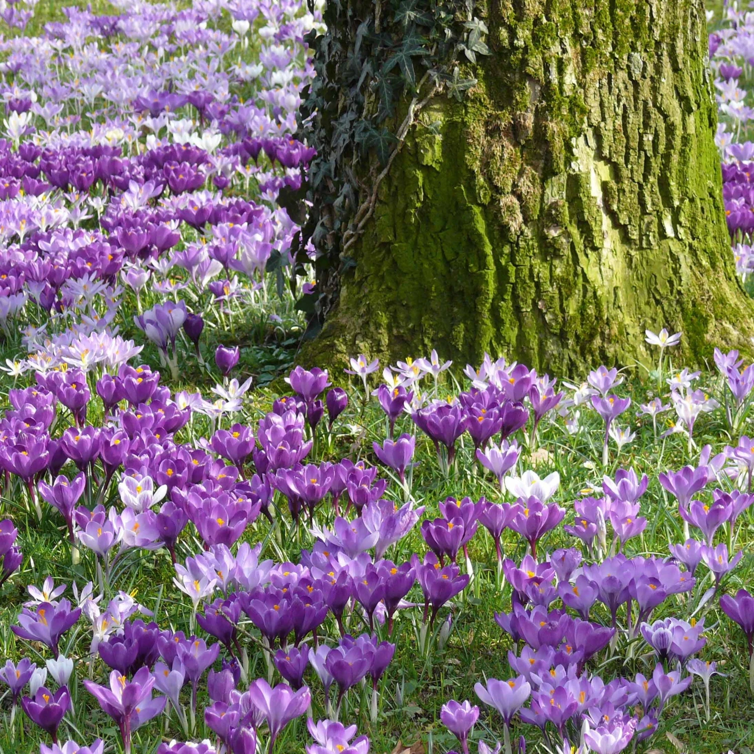 Crocus Mammouth En Mélange 5 Crocus Mammouth En Mélange – Image 3