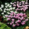 5 Cyclamens De Naples En Mélange 1 5 Cyclamens De Naples En Mélange -France Fournitures De Jardin Soldes 2024 103730 1