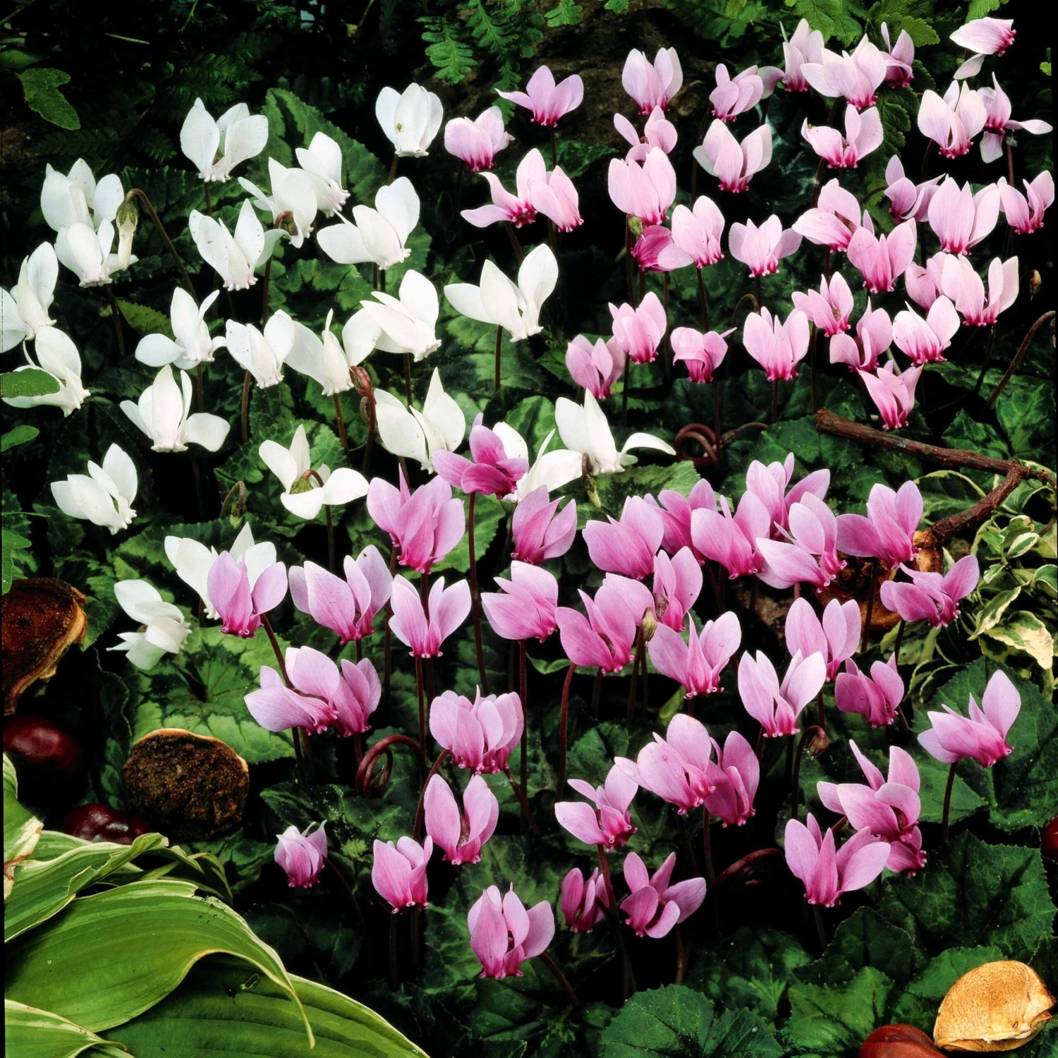 5 Cyclamens De Naples En Mélange 3 5 Cyclamens De Naples En Mélange