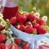 Collection 6 Mois De 60 Fraises : Savoureuse De Willemse, Mara Des Bois, Gariguette -France Fournitures De Jardin Soldes 2024 103742 1 1700128495128