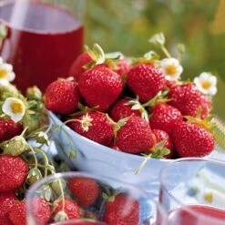 Collection 6 Mois De 60 Fraises : Savoureuse De Willemse, Mara Des Bois, Gariguette