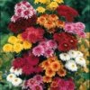 3 Marguerites D'automne En Mélange -France Fournitures De Jardin Soldes 2024 103747 1 1700219274593