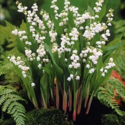 Collection De 9 Muguets : Blanc, Rose, Géant De Bordeaux 10 Collection De 9 Muguets : Blanc, Rose, Géant De Bordeaux -France Fournitures De Jardin Soldes 2024 103748 2