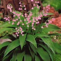 Collection De 9 Muguets : Blanc, Rose, Géant De Bordeaux 9 Collection De 9 Muguets : Blanc, Rose, Géant De Bordeaux -France Fournitures De Jardin Soldes 2024 103748 3