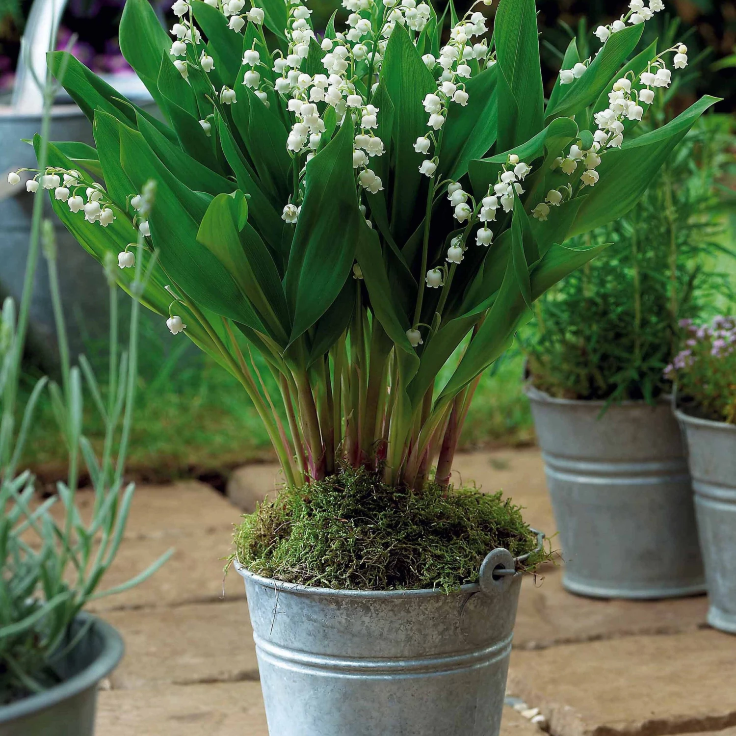 Collection De 9 Muguets : Blanc, Rose, Géant De Bordeaux 4 Collection De 9 Muguets : Blanc, Rose, Géant De Bordeaux – Image 2