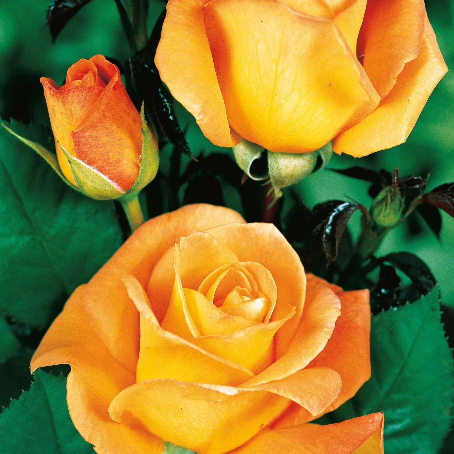 Collection De 3 Rosiers Buissons : Famosa, Whisky, Double Delight 5 Collection De 3 Rosiers Buissons : Famosa, Whisky, Double Delight – Image 3