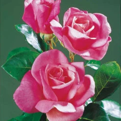 Collection De 5 Rosiers Pour Bouquets -France Fournitures De Jardin Soldes 2024 103758 3