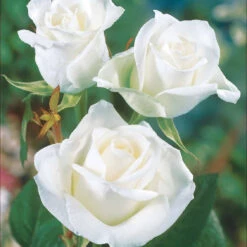 Collection De 5 Rosiers Pour Bouquets -France Fournitures De Jardin Soldes 2024 103758 5
