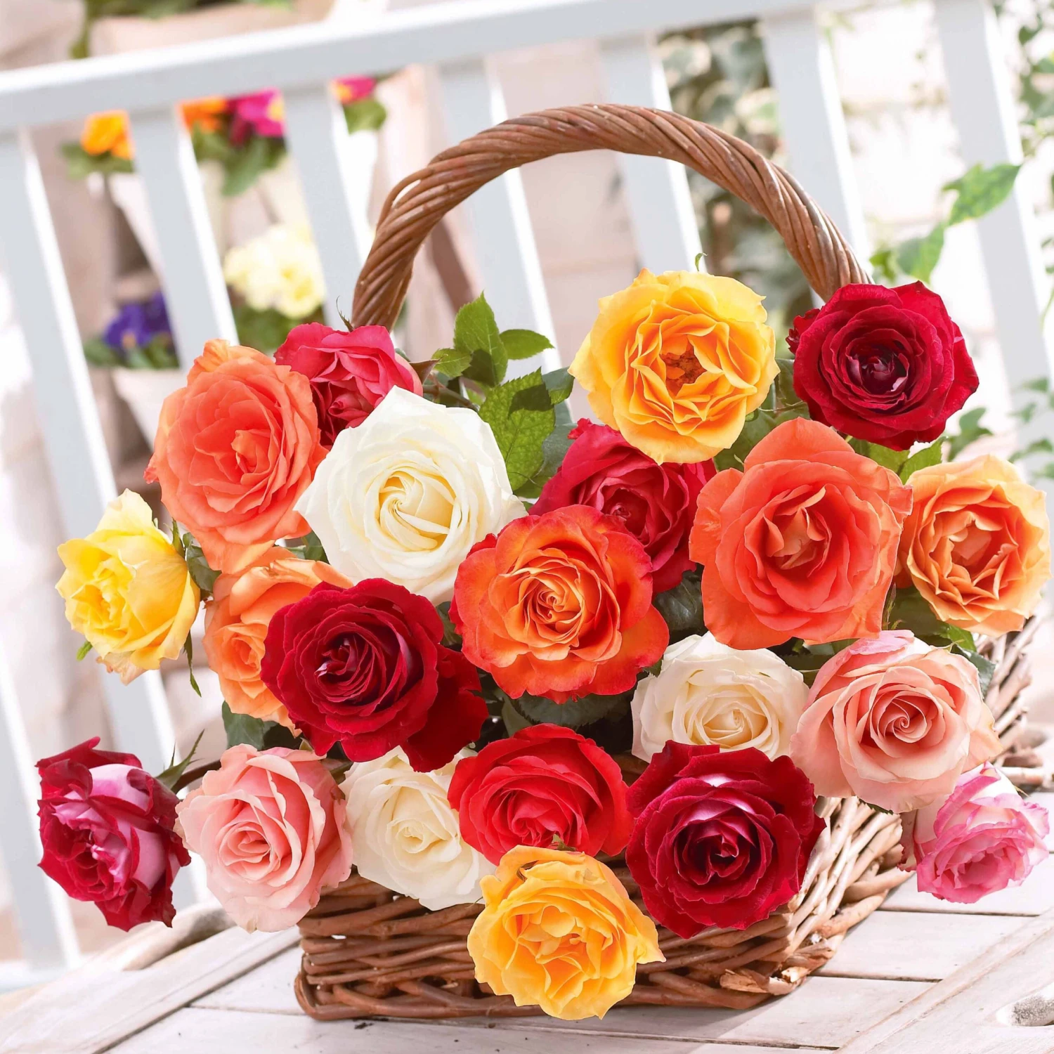 10 Rosiers Buissons En Mélange 3 10 Rosiers Buissons En Mélange