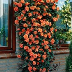 Collection De 3 Rosiers Grimpants : Métanoïa, Musimara, Indigoletta -France Fournitures De Jardin Soldes 2024 103764 2