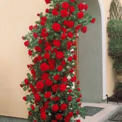 Collection De 3 Rosiers Grimpants : Métanoïa, Musimara, Indigoletta -France Fournitures De Jardin Soldes 2024 103764 4