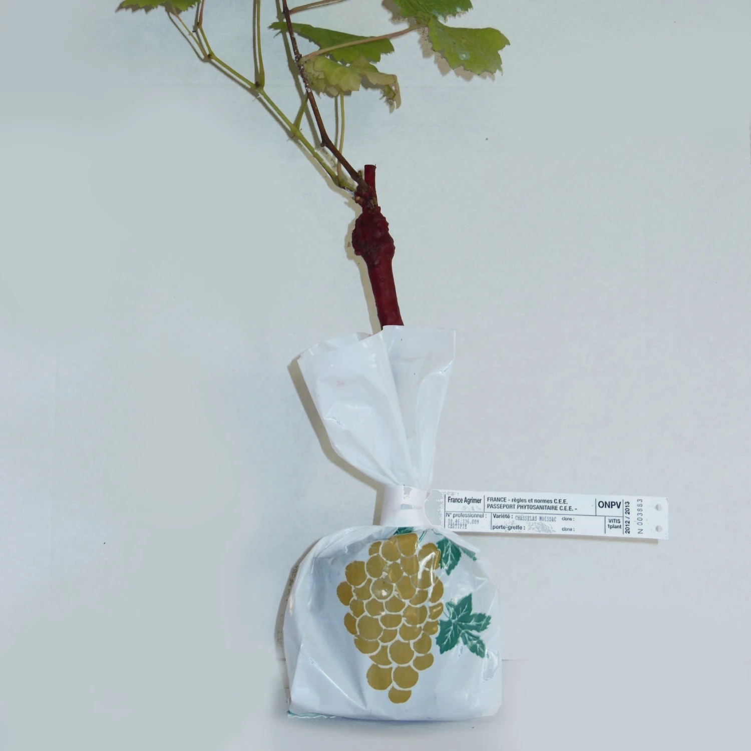 Collection De 2 Vignes : Muscat De Hambourg Et Chasselas De Fontainebleau 4 Collection De 2 Vignes : Muscat De Hambourg Et Chasselas De Fontainebleau – Image 2