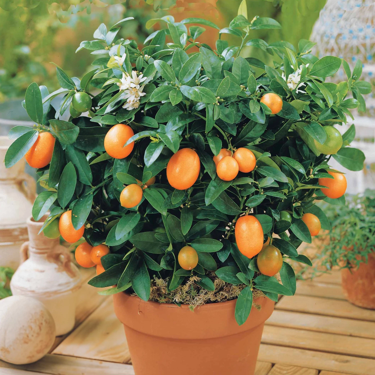 Collection De 2 Kumquat Et Citronnier 4 Collection De 2 Kumquat Et Citronnier – Image 2