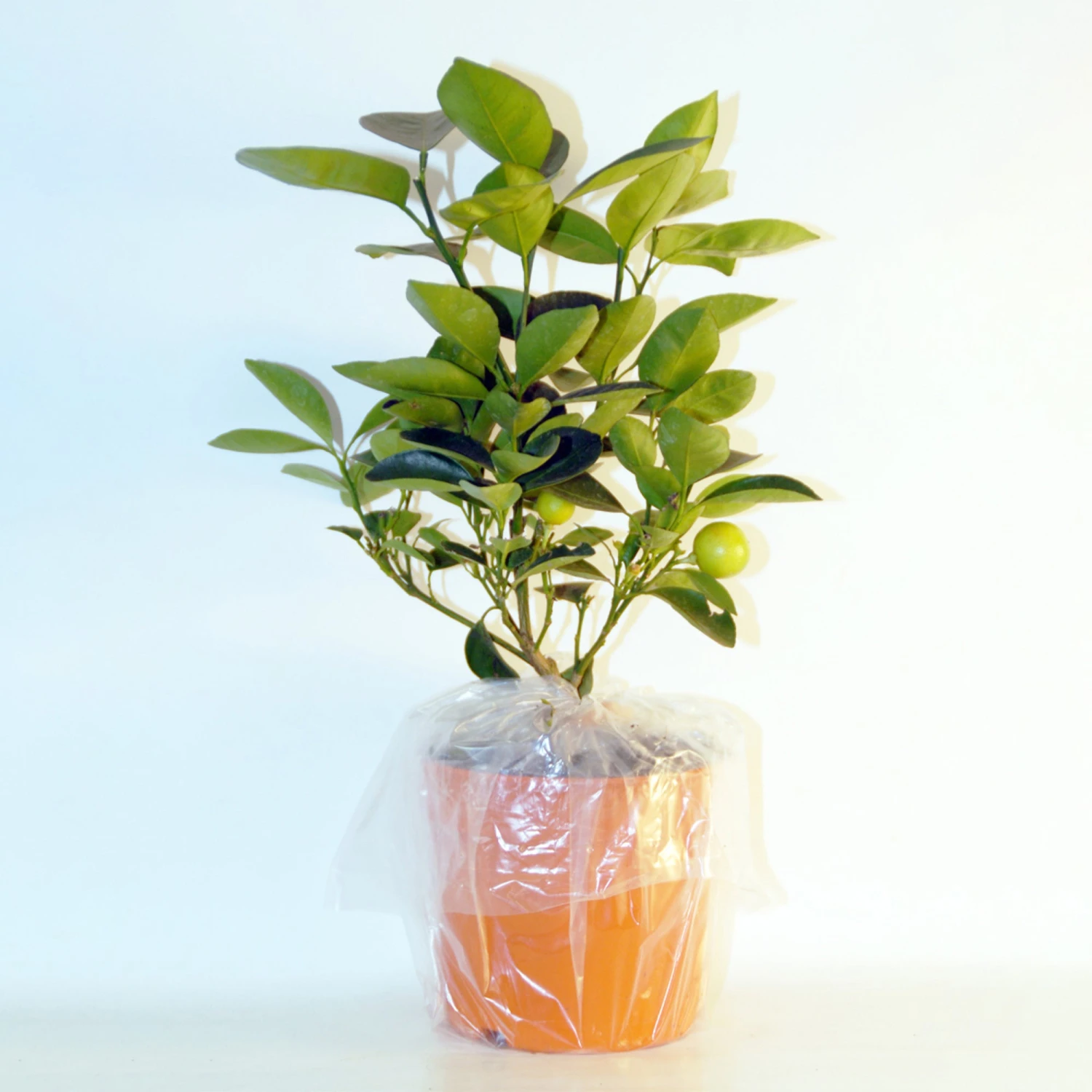 Collection De 2 Kumquat Et Citronnier 7 Collection De 2 Kumquat Et Citronnier – Image 5