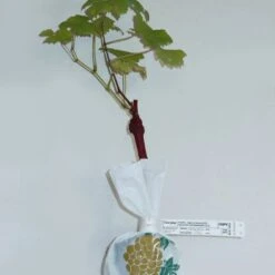 Collection De 4 Vignes 12 Collection De 4 Vignes -France Fournitures De Jardin Soldes 2024 103769 5