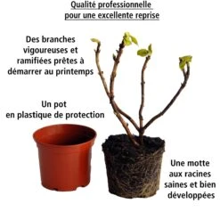 Collection De 3 Hortensias : Rouge, Bleu, Rose -France Fournitures De Jardin Soldes 2024 103770 1