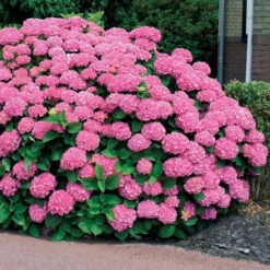 Collection De 3 Hortensias : Rouge, Bleu, Rose -France Fournitures De Jardin Soldes 2024 103770 5
