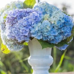 Collection De 3 Hortensias : Rouge, Bleu, Rose -France Fournitures De Jardin Soldes 2024 103770 7