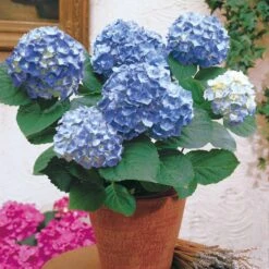 Collection De 3 Hortensias : Rouge, Bleu, Rose -France Fournitures De Jardin Soldes 2024 103770 8