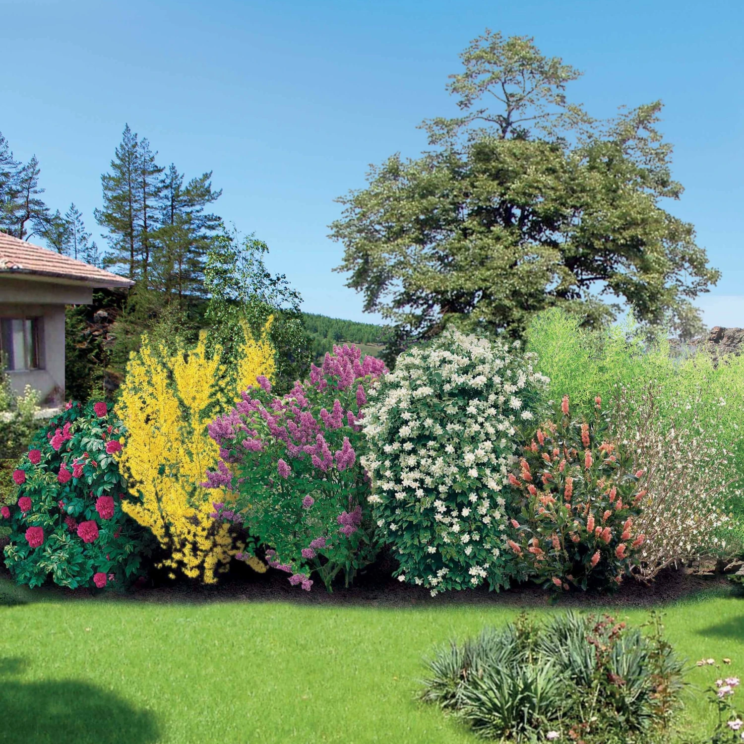 Collection Haie Fleuries Et Parfumées - 12 Arbustes 3 Collection Haie Fleuries Et Parfumées - 12 Arbustes