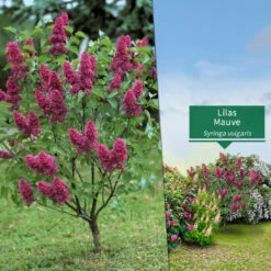 Collection Haie Fleuries Et Parfumées - 12 Arbustes 16 Collection Haie Fleuries Et Parfumées - 12 Arbustes -France Fournitures De Jardin Soldes 2024 103772 3