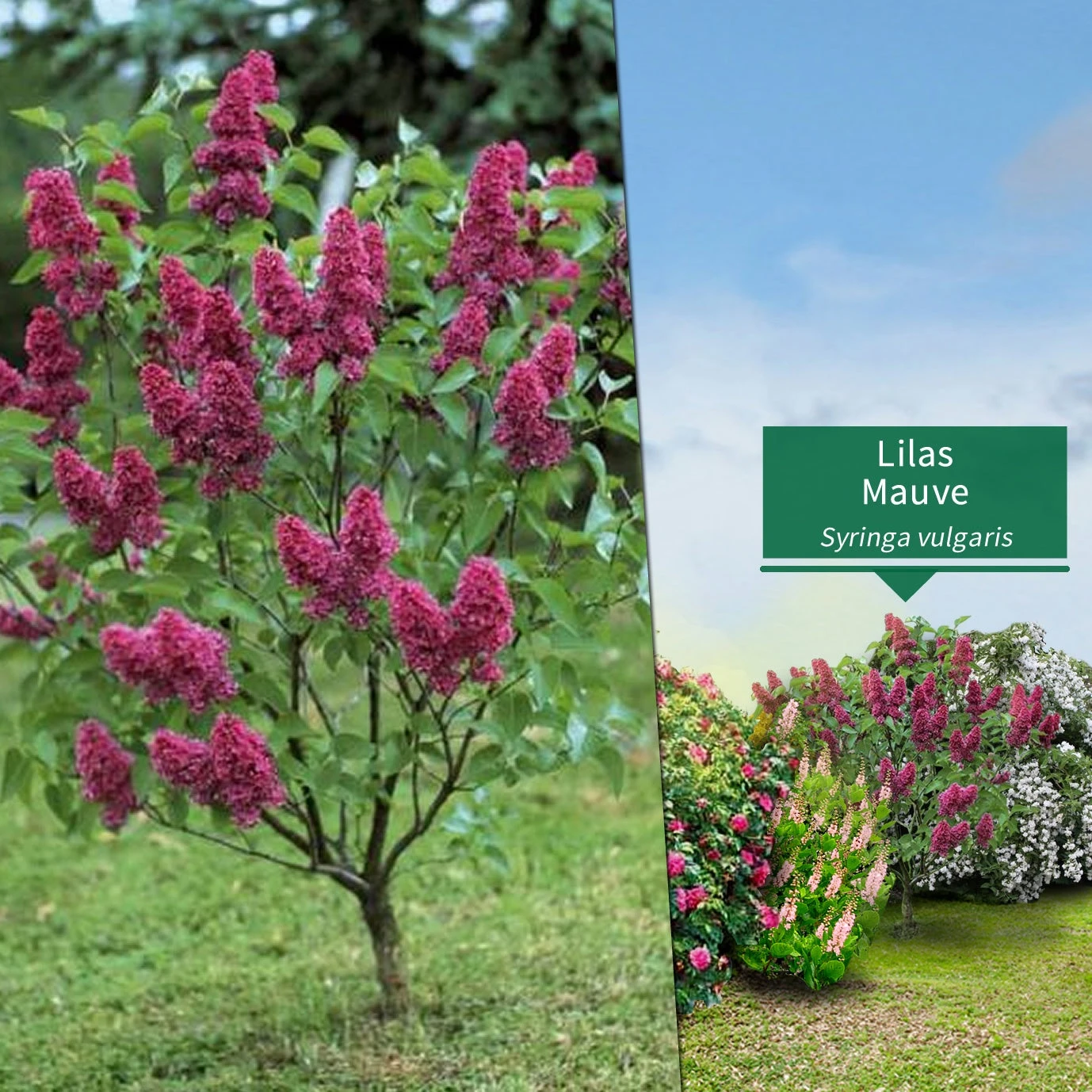 Collection Haie Fleuries Et Parfumées - 12 Arbustes 8 Collection Haie Fleuries Et Parfumées - 12 Arbustes – Image 6