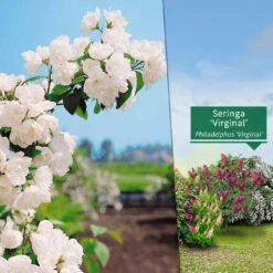 Collection Haie Fleuries Et Parfumées - 12 Arbustes 17 Collection Haie Fleuries Et Parfumées - 12 Arbustes -France Fournitures De Jardin Soldes 2024 103772 4