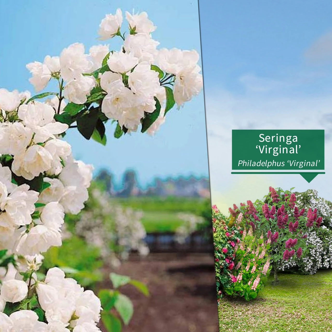 Collection Haie Fleuries Et Parfumées - 12 Arbustes 9 Collection Haie Fleuries Et Parfumées - 12 Arbustes – Image 7