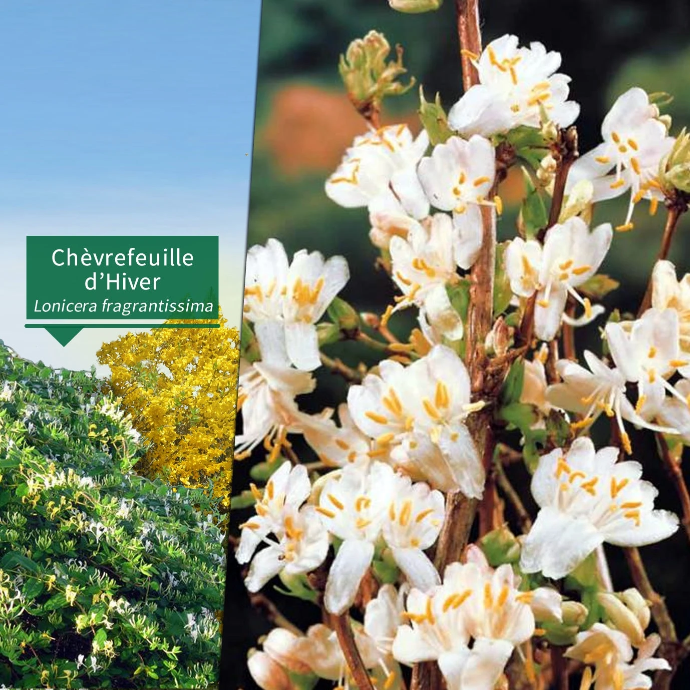 Collection Haie Fleuries Et Parfumées - 12 Arbustes 4 Collection Haie Fleuries Et Parfumées - 12 Arbustes – Image 2