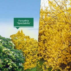 Collection Haie Fleuries Et Parfumées - 12 Arbustes 13 Collection Haie Fleuries Et Parfumées - 12 Arbustes -France Fournitures De Jardin Soldes 2024 103772 6