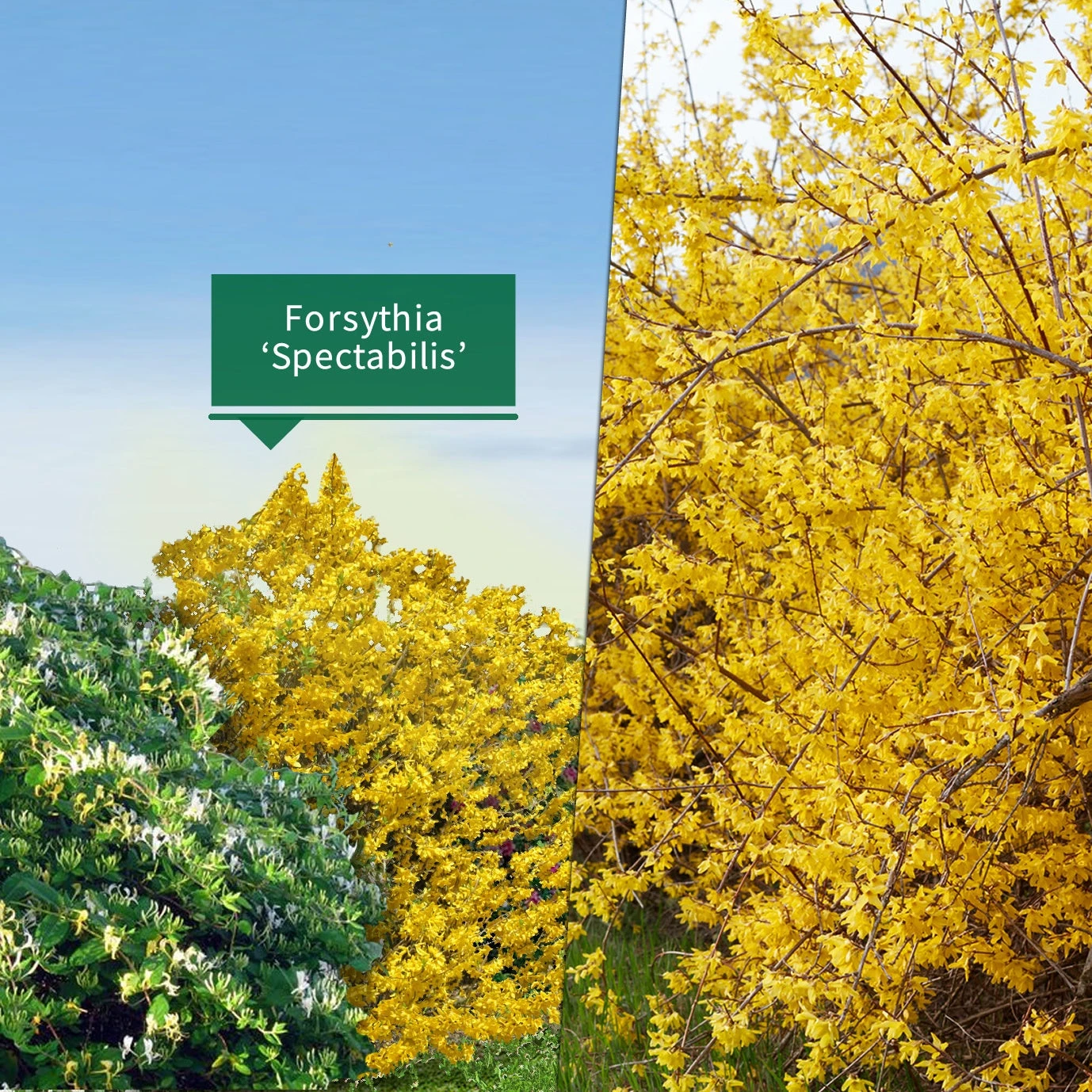 Collection Haie Fleuries Et Parfumées - 12 Arbustes 5 Collection Haie Fleuries Et Parfumées - 12 Arbustes – Image 3