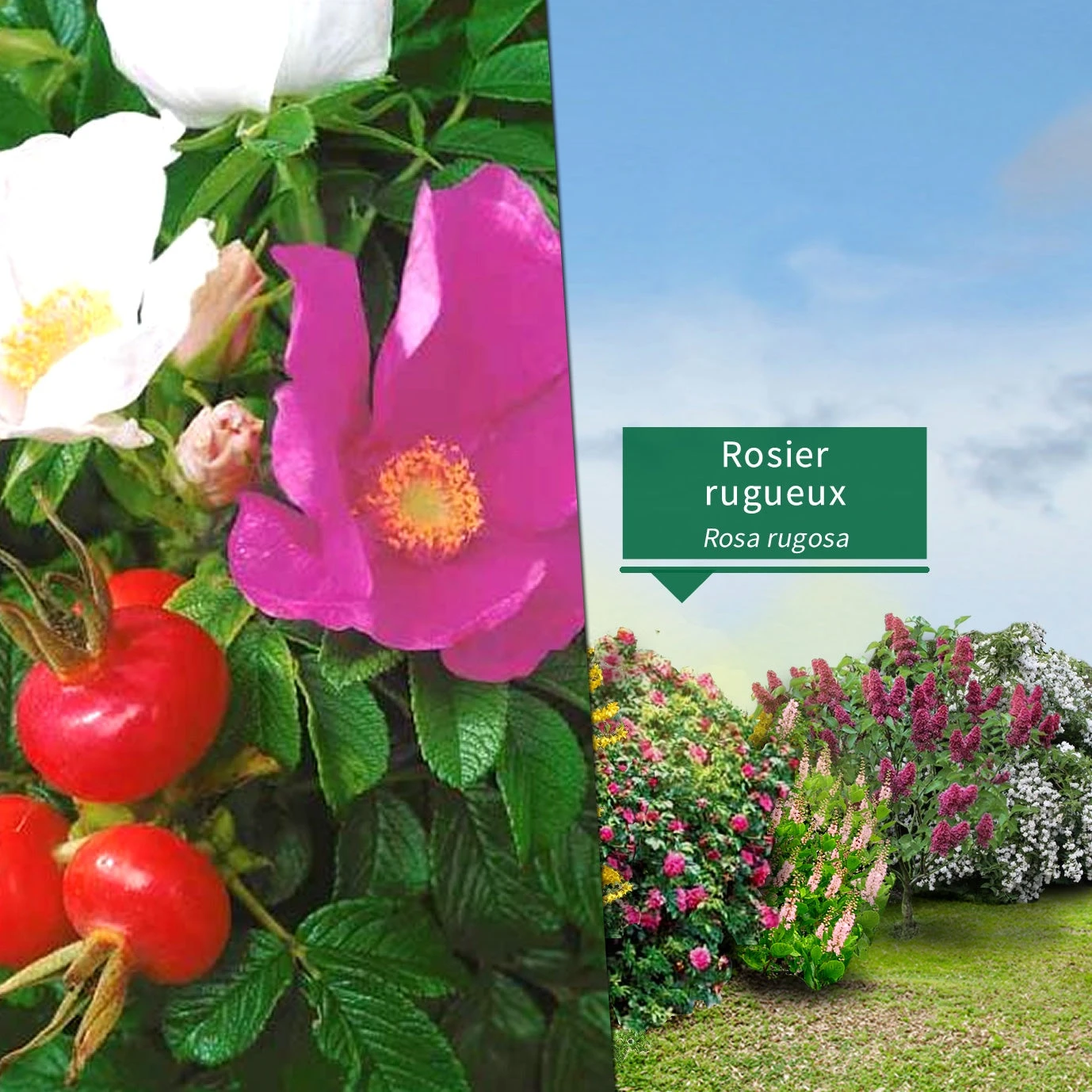 Collection Haie Fleuries Et Parfumées - 12 Arbustes 6 Collection Haie Fleuries Et Parfumées - 12 Arbustes – Image 4