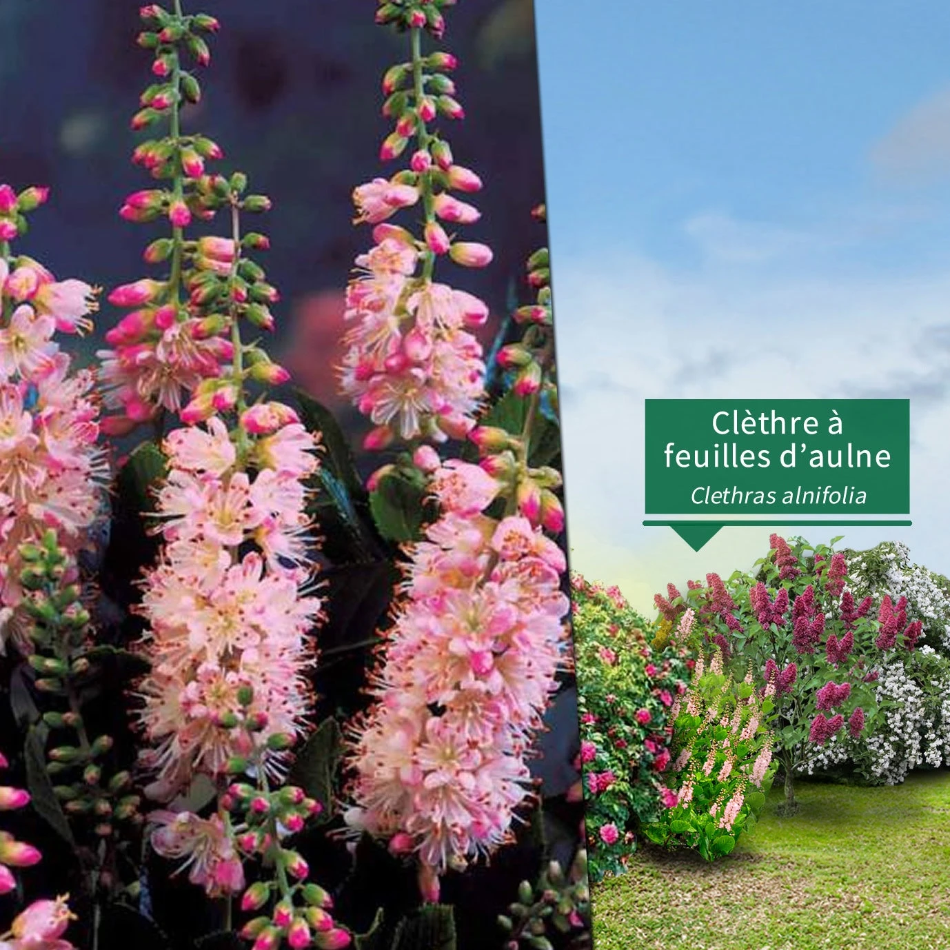 Collection Haie Fleuries Et Parfumées - 12 Arbustes 7 Collection Haie Fleuries Et Parfumées - 12 Arbustes – Image 5