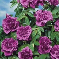 Collection De 2 Rosiers Botaniques -France Fournitures De Jardin Soldes 2024 103779 2