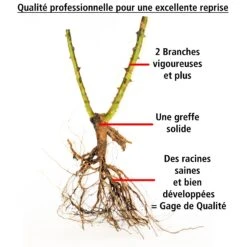 Collection De 2 Rosiers Botaniques -France Fournitures De Jardin Soldes 2024 103779 4
